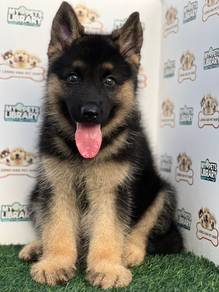 German Shepherd