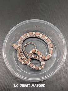 corn snake (ghost masque morph)