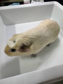 Guinea Pig