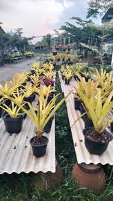 Bromeliad Aec Oren
