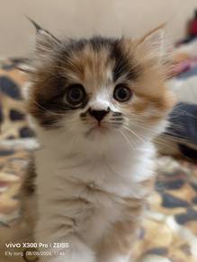 Dlh mix american curl