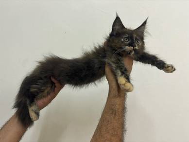 mainecoon kitten