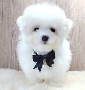 Maltipoo