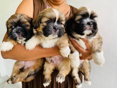 shih tzu 
