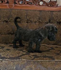 Poodle mixed Dachshund