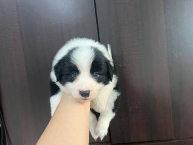 Border Collie