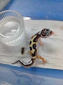 Leopard Gecko
