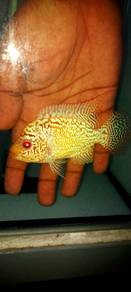 flowerhorn  Gb f2