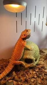 Bearded Dragon Full Set