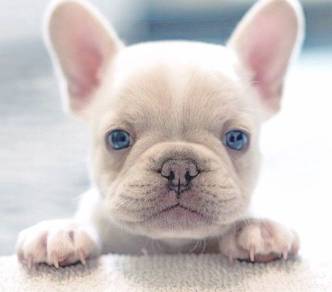 Happy-go-lucky French Bull Blue Eyes Puppy Baby Do
