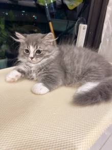 Munchkin cat