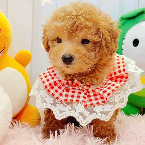 Toy Poodle