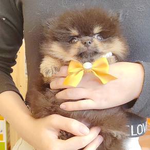 Pomeranian