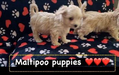 Maltipoo 