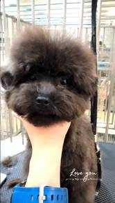Rare Tiny Black Poodle Offer