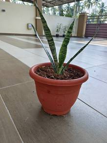 pokok. 