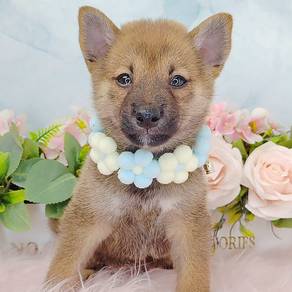 Shiba