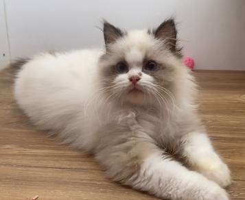 Ragdoll