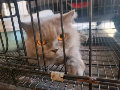 kucing British longhair