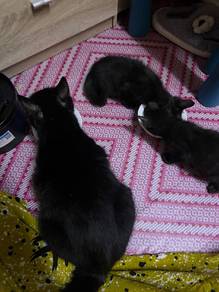 kitten ( mix maincoon and bsh) all black female