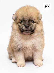Tiny Pomeranian 