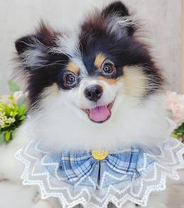 Pomeranian