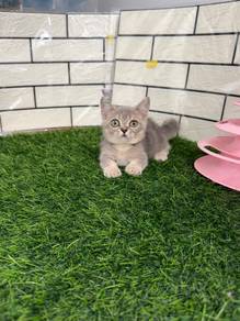 Super short Munchkin kitten