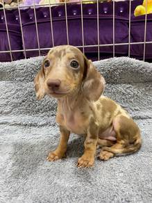 Pure dapple miniature dachshund