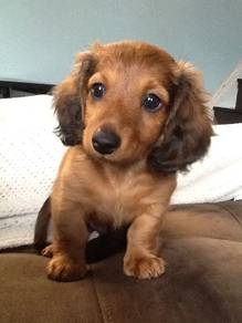qwee2000 Dachshund puppy orange shaded color puppy