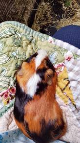 2 Male American Guinea Pigs for Sale