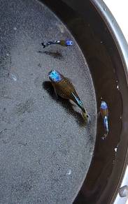 ikan guppy blue koi Sb/green koi Sb 
