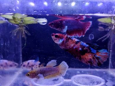 Giant Betta Fish
