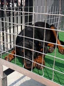 Rottweiler