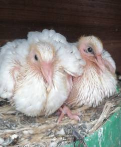 Burung Merpati putih Freefly Anak suap