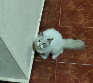 kucing berbaka