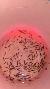 Cherry Shrimp