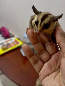 Nak Let Go Sugar Gliders