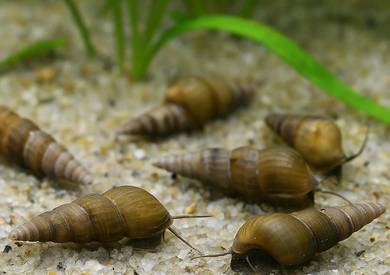 Malaysian Trumpet Snail 