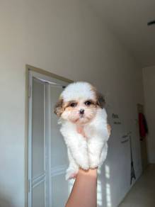 shihtzu ~2
