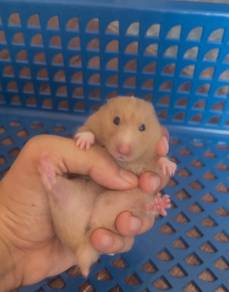 Pekej combo hamster 🔥🔥