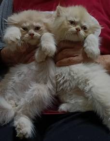persian for rehome