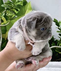 FRENCH BULLDOG PUPPIES VIP123🌻Cute & Healthy