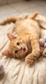 Kucing Free