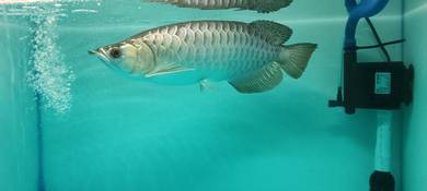 Arowana Gold 24K sama Arowana SR