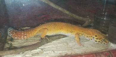 gecko oren utk di jual..