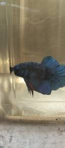 ikan laga Betta fish 