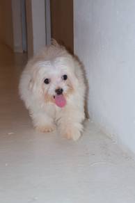 J0940 J0939 Maltipoo Cute Fluffy Teddy Puppy