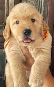 Golden Retriever puppies 20