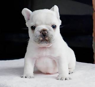 FRENCH BULLDOG PUPPIES VIP4h8🌻Cute & Healthy Girl