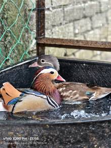 Mandarin Duck (Female)